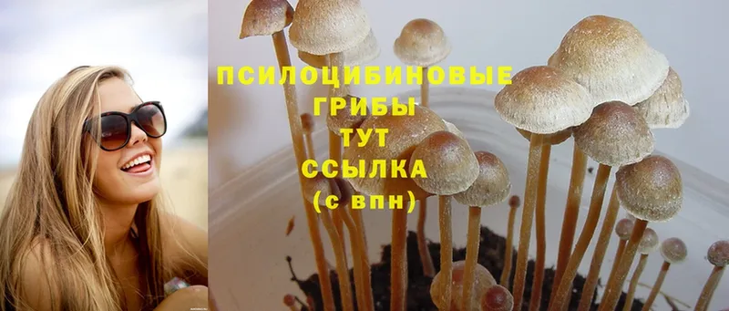 Галлюциногенные грибы Psilocybe  Томари 